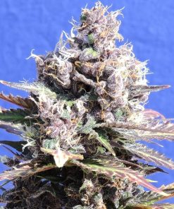 Gelato Feminized Esrar Tohumu (Original Sensible Seeds)