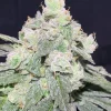 Gelato Sorbet Feminized Esrar Tohumu (DNA Genetics)