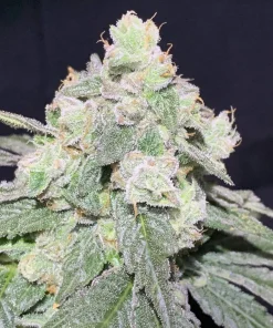 Gelato Sorbet Feminized Esrar Tohumu (DNA Genetics)