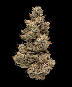 Gelato Sorbet Feminized Esrar Tohumu (DNA Genetics)
