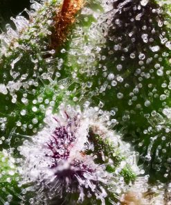 Gelato Sorbet Feminized Esrar Tohumu (DNA Genetics)
