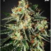 GH Cheese Feminized Esrar Tohumu (Green House Seed Co.)