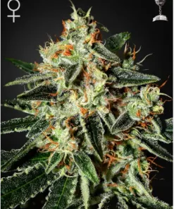 GH Cheese Feminized Esrar Tohumu (Green House Seed Co.)