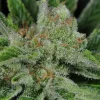 Ghost Train Haze #1 Feminized Esrar Tohumu (Rare Dankness)