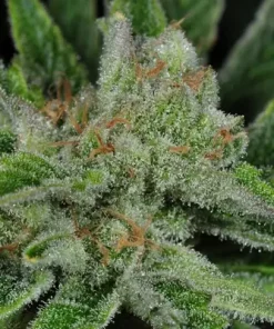 Ghost Train Haze #1 Feminized Esrar Tohumu (Rare Dankness)