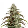 Girl Scout Cookies Esrar Tohumu