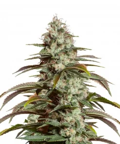 Girl Scout Cookies Esrar Tohumu