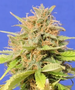 Girl Scout Cookies Auto Fem Esrar Tohumu (Original Sensible Seeds)
