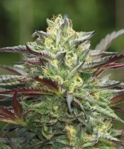 Girl Scout Cookies Feminized Esrar Tohumu (Humboldt Seed Company)