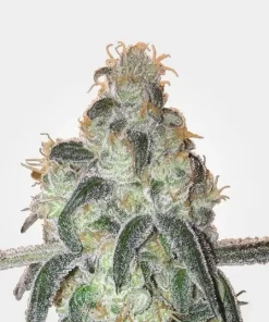 Girl Scout Cookies Feminized Esrar Tohumu (MSNL)