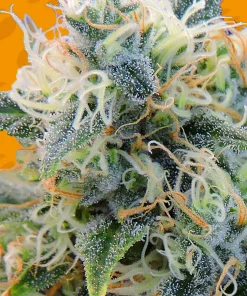 Girl Scout Cookies Feminized Esrar Tohumu (Original Sensible Seeds)