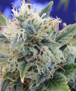 Girl Scout Cookies Feminized Esrar Tohumu (Original Sensible Seeds)