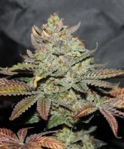 Girls Scout Cookies Feminized Esrar Tohumu (The Cali Connection)