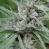 Golden Tiger Feminized Esrar Tohumu (ACE Seeds)