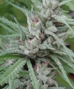 Golden Tiger Feminized Esrar Tohumu (ACE Seeds)