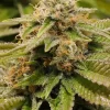 Gorilla Breath Feminized Esrar Tohumu (Humboldt Seed Organization)
