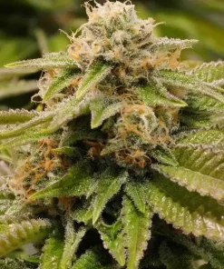 Gorilla Breath Feminized Esrar Tohumu (Humboldt Seed Organization)