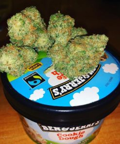 Gorilla Breath Feminized Esrar Tohumu (Humboldt Seed Organization)