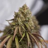 Gorilla Cookies Feminized Esrar Tohumu (Seedstockers)