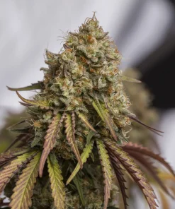 Gorilla Cookies Feminized Esrar Tohumu (Seedstockers)