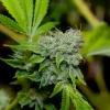 Gorilla Glue #4 Feminized Esrar Tohumu (GG strains)