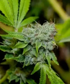 Gorilla Glue #4 Feminized Esrar Tohumu (GG strains)