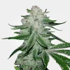 Gorilla Glue Feminized Esrar Tohumu (MSNL Seeds)