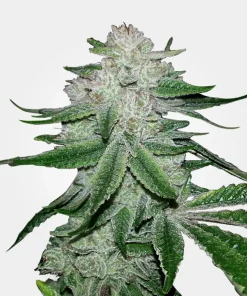 Gorilla Glue Feminized Esrar Tohumu (MSNL Seeds)