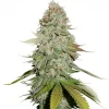 Gorilla Glue Feminized Esrar Tohumu (Seedstockers)