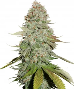 Gorilla Glue Feminized Esrar Tohumu (Seedstockers)