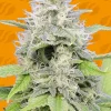 Gorilla Zkittlez Feminized Esrar Tohumu (Original Sensible Seeds)