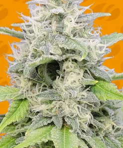 Gorilla Zkittlez Feminized Esrar Tohumu (Original Sensible Seeds)