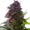 Grand Daddy Purple Feminized Esrar Tohumu (ILGM)