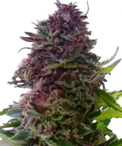 Grand Daddy Purple Feminized Esrar Tohumu (ILGM)