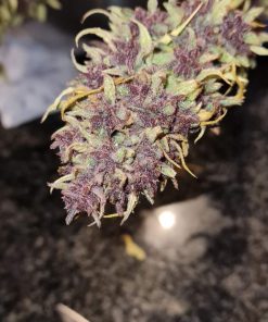 Grand Daddy Purple Feminized Esrar Tohumu (ILGM)