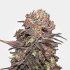 Granddaddy Purple Feminized Esrar Tohumu (MSNL)