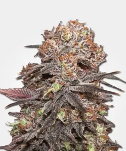 Granddaddy Purple Feminized Esrar Tohumu (MSNL)
