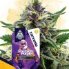 Granddaddy Purple Feminized Esrar Tohumu (Zamnesia Seeds)