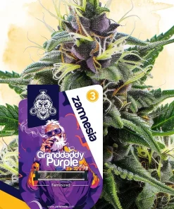 Granddaddy Purple Feminized Esrar Tohumu (Zamnesia Seeds)