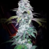 Grandpa's Stash Feminized Esrar Tohumu (ETHOS Genetics)