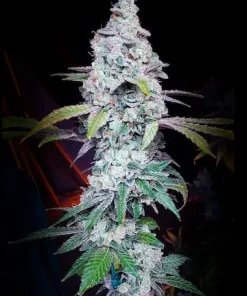 Grandpa's Stash Feminized Esrar Tohumu (ETHOS Genetics)
