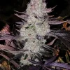 Grape Diamonds R2 Feminized Esrar Tohumu (ETHOS Genetics)