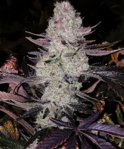 Grape Diamonds R2 Feminized Esrar Tohumu (ETHOS Genetics)