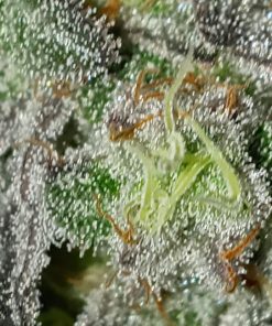 Grape Diamonds R2 Feminized Esrar Tohumu (ETHOS Genetics)