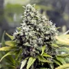 Grapefruit Feminized Esrar Tohumu (Female Seeds)