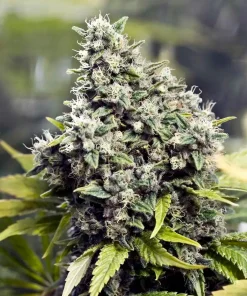 Grapefruit Feminized Esrar Tohumu (Female Seeds)