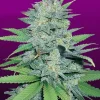 Green Crack Feminized Esrar Tohumu (Crop King Seeds)
