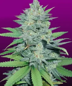 Green Crack Feminized Esrar Tohumu (Crop King Seeds)