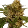 Green Crack Feminized Esrar Tohumu (ILGM)