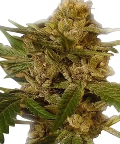 Green Crack Feminized Esrar Tohumu (ILGM)